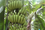  耐菲香蕉菠萝专用肥使用方法
