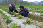 “三百”工程助推北京蔬菜高产高效