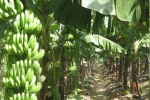 香蕉施肥方案