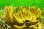 香蕉缺素症及其防治