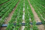 北京20万亩果蔬实现水肥一体化