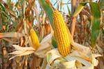 新疆玉米创亩产新纪录